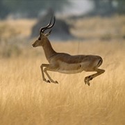 Охота в ЮАР, провинция Лимпопо фотография