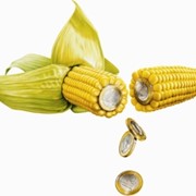 Семена кукурузы гибриды F-1,кукуруза.Недорого! фото