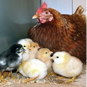 Суточные цыплята,выращенные из домашнего яйца,домашняя птица, молодняк цыплят, фото