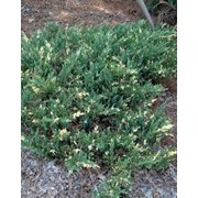 Можжевельник китайский Экспанса Вариегата Juniperus chinensis Сорт Expansa Variegata высота 15-25см фотография