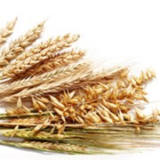 Наномикс-зерновые (обработка семян) фотография