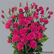 Роза кустарниковая Quincy фото