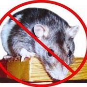 Истребление грызунов (мыши, крысы)