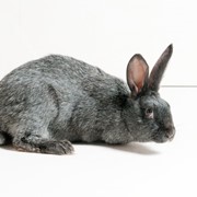 Кролики породы Серебристые фотография
