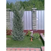 Посадка и высадка цветущих растений и крупномеров фото