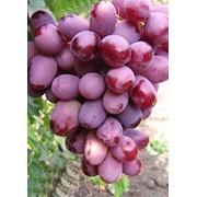 Черенки винограда Краснотал, оптом фото