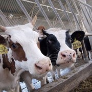 Молочно-товарні ферми (ВРХ) обладнання, корівники