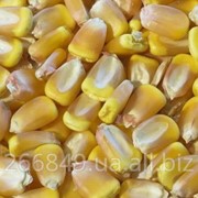 Семена кукурузы Оржица 237МВ фото