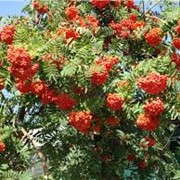 Рябина красная или обыкновенная Sorbus Aucuparia 15-30