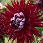 Георгина кактусовая Gerry Scott фото