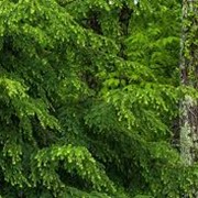 Ель обыкновенная Picea abies Inversa vyvaz. 80-100cm,dtbal фото