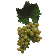 Выращивание лучших сортов столового винограда. Столовый сорт винограда Плевин.