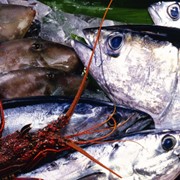 Доставка элитных сортов свежей рыбы и морепродуктов в рестораны Киев, Киевская область фотография
