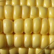 Продажа кукурузы фуражной