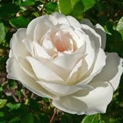 Сажанцы роз. Розы: плетистые, бордюрные, английские, чайно-гибридные фото