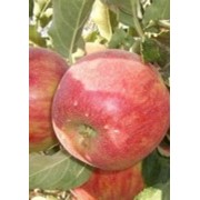 Саженцы яблони Джонагоред фото