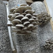 Блоки грибные вешенки