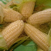 Семена гибридов кукурузы: Краснодарский 385 ФАО-380