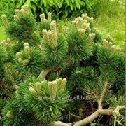 Сосна горная Pinus mugo subsp. mugo 60-80 1 фото