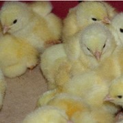 Цыплята суточные: Рэдбро, Мастер Класс, Тэтра-курочка, Венгерский мулард