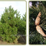 Сосна Черная Pinus nigra Globosa 20-40 C2