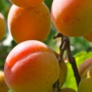 Саженцы абрикоса “Чемпион“. Казахстан фото