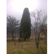Pinus cembra L. 13-14м. фото