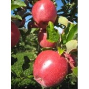 Саженцы яблони Камео фото