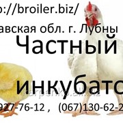 Цыплята-бройлеры КОББ 500