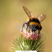 Лечение укусами пчел Украина, апитерапия в Украине, отдых на пчелиных ульях
