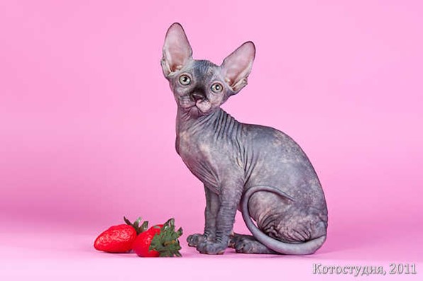 Сфинкс котенок тигровый. Сфинкс котенок пермь. Донской сфинкс котята. Сфинкс котенок пермь. Сфинкс котенок пермь.