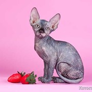 Порода канадский сфинкс котята фото