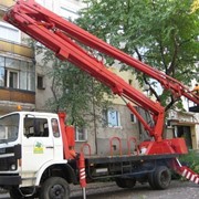 Спил деревьев фото