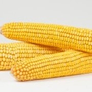 Семена кукурузы МЕЛ 272 МВ