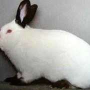 Кролик калифорнийский фото