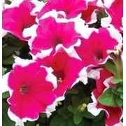 Семена цветов петунии Дримз F1 1000 шт.драже розовый пикотэ фотография