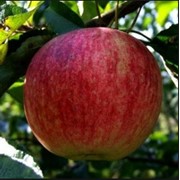 Яблоки летние сорта фотография