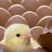Суточные цыплята ,выращенные из домашнего яйца,молодняк цыплят, домашняя птица. фото