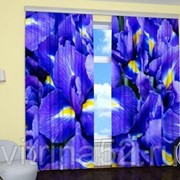 Фотошторы “Фиолетовый восторг“ фото