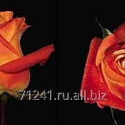 Срезанный цветок Роза Вуду