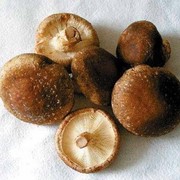 Шиитаки гриб, 10г. фото