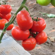 Семена томатов Аксиома F1 фото