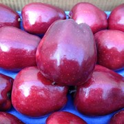 Яблоки сорта «Ред делишес» фото