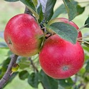 Яблоко “Дискавери“ фото
