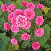 Розы мини розовая фото