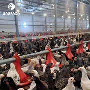 Кормушки для кур фото