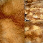 Натуральный мех лисы фото