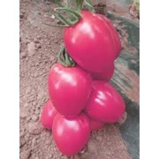 Семена томатов эльдорада розовая