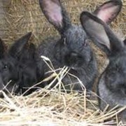 Шкурки серебристого кролика купить Украина , Обухов фото