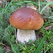 Мицелий белого гриба